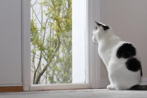 Train a Cat to Use a Cat Door