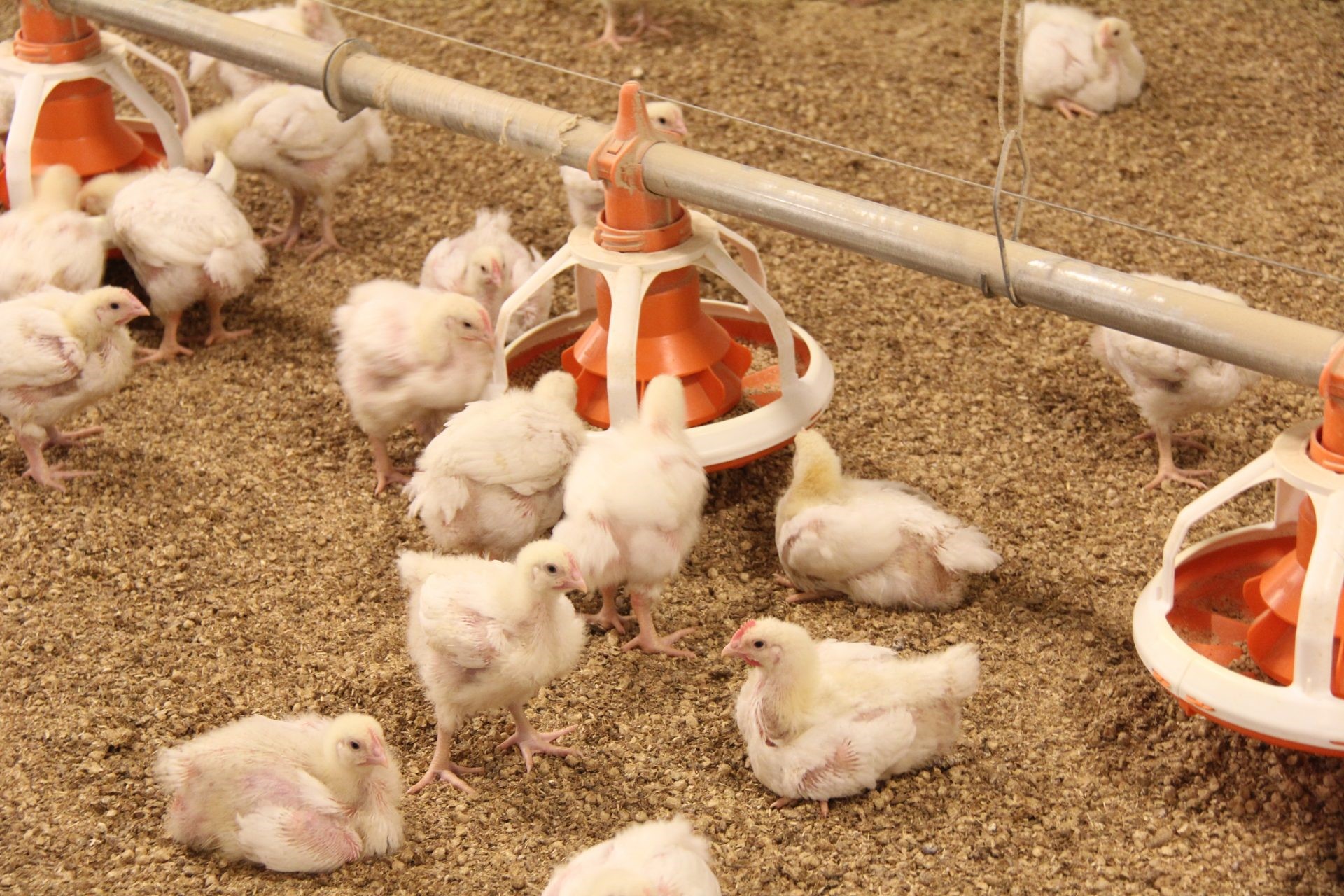 Nutrition is Important in Broiler Chicken Feed