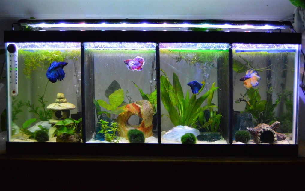 divided betta tank for sale