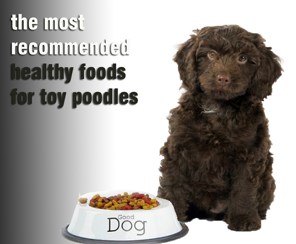 Be Aware Of The Most Recommended Healthy Foods For Toy Poodles 