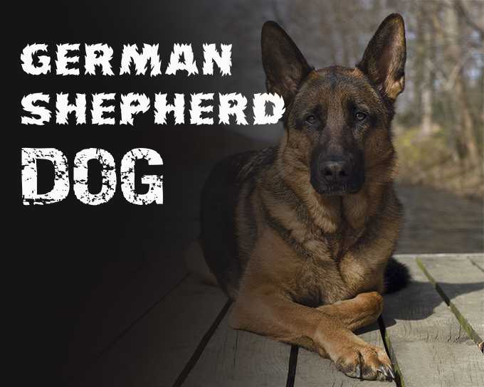Guideline for Preparing a Meal Plan for a German Shepherd Dog