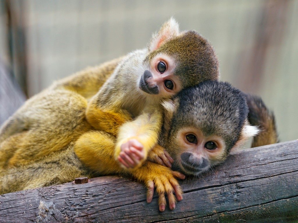 Capuchin Pet Monkeys