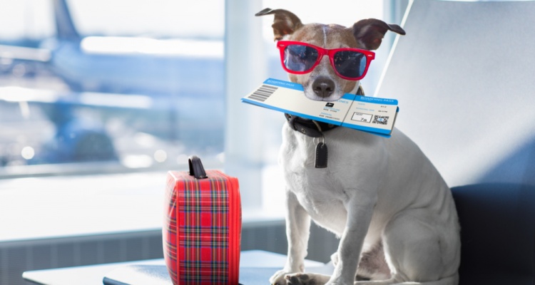 All About Getting Ready For a Trip With Your Pet