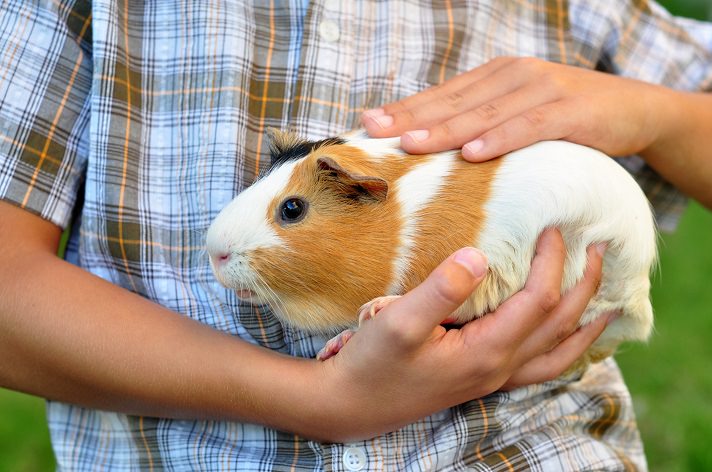 Are Guinea Pigs Good Pets?