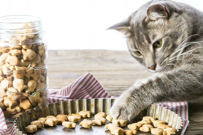 Treat Your Kitty With These 3 Cat Food Recipes