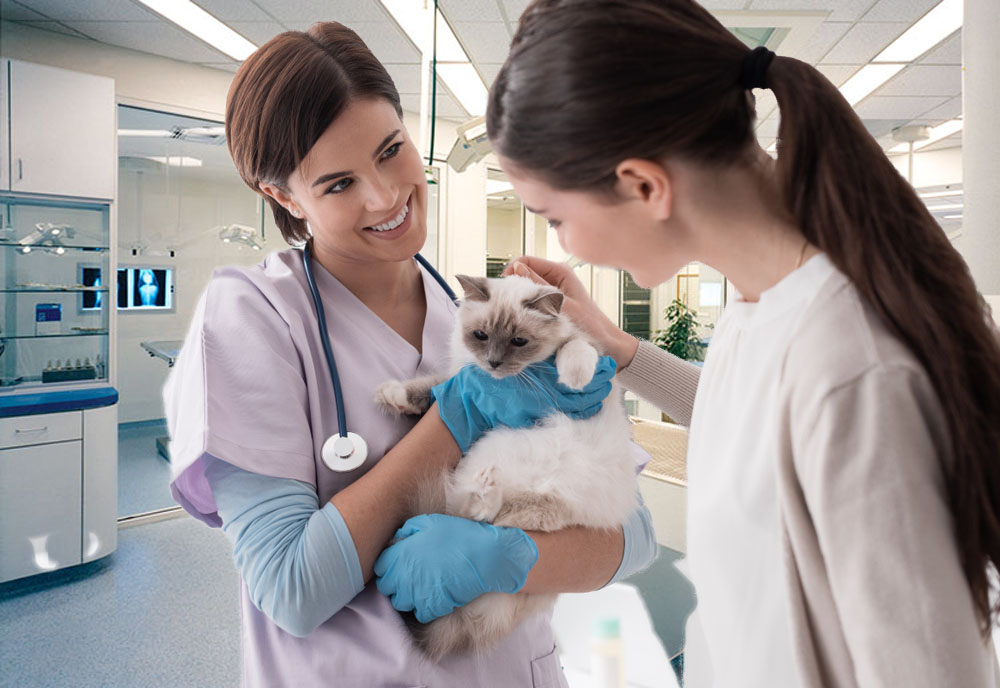Why the Animal Hospital Is Important for Your Pet 