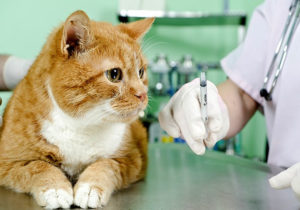HANDLING AND ADMINISTERING CACCINES FOR CATS