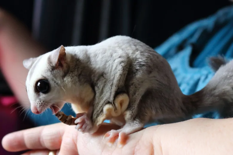 Choosing The Right Sugar Glider Pet Shop As Your First Priority