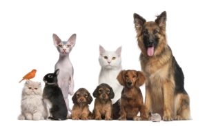 Home Care For Cats and Dogs - Keeping the Cost Down and also the Health Up