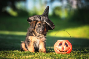 Spooky Pets For Halloween
