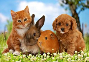 A Pet Shop With Well-Rounded Selection of Products and Services Your Best Bet