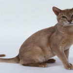 Common Cat Skin Diseases and Their Causes