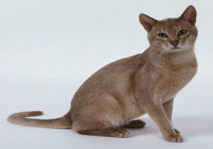 COMMON CAT SKIN DISEASES AND THEIR CAUSES