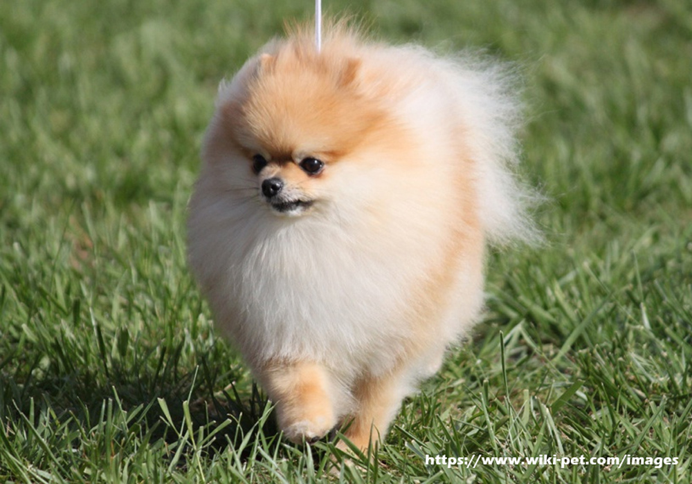 POMERANIAN INFORMATION - 10 QUICK FACTS