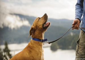The "How To" of Training Your Dog to Accept the Collar and Leash
