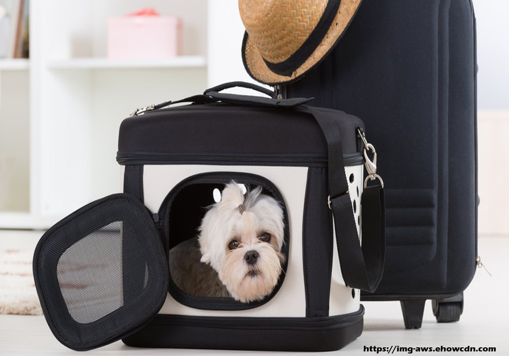 Choosing the Perfect Pet Carrier