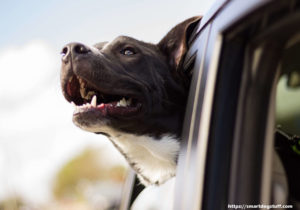 Five Easy Tips on How to Properly Transport Your Dog
