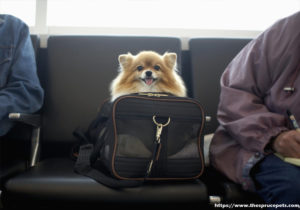 Making Sure That Your Pet Transportation Plans Go Smoothly This Vacation