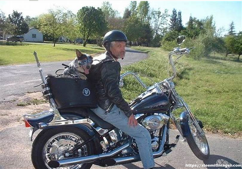 dog carrier for motorbike