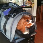 The Sherpa Pet Carrier Backpack – A Hands-Free Approach to Dog Carriers