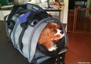 The Sherpa Pet Carrier Backpack - A Hands-Free Approach to Dog Carriers