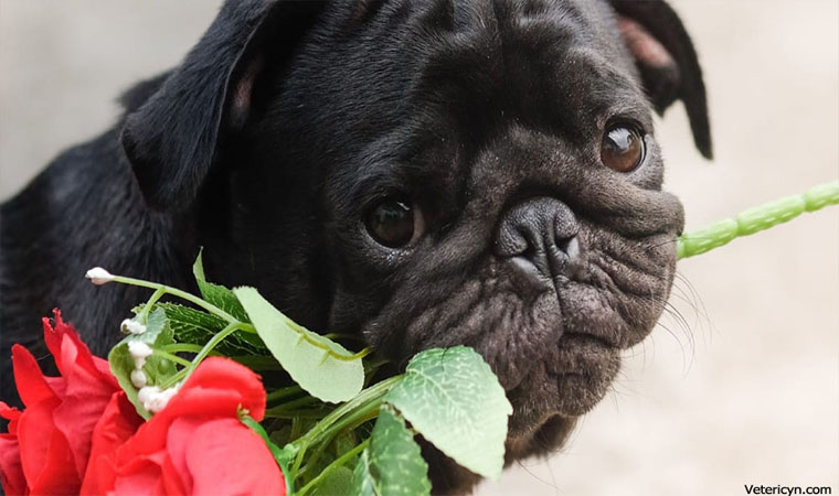 10 Tips to Showing Your Pet Some Love This Valentine’s Day