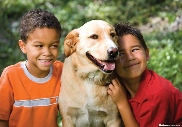 Animal Care Knowledge For Kids