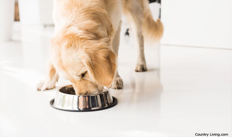 Buy Dog Food Online