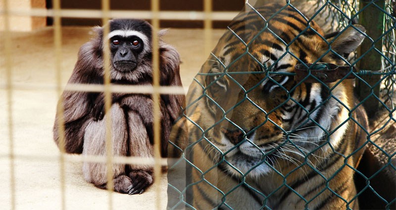 Crucial Details around the Care of Exotic Animals