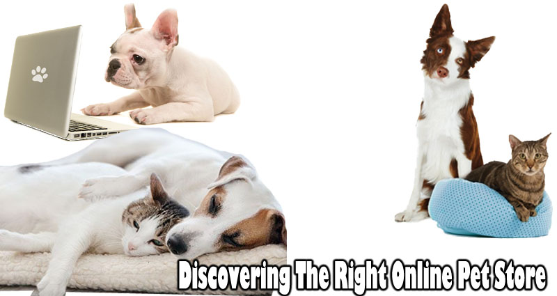 Discovering The Right Online Pet Store