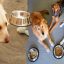 Dog Diet program – Finding Your Companion On A Dog Diet regime Can Save Him Or Her From A Painful, Early Death!