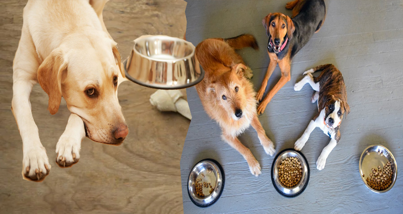 Dog Diet program – Finding Your Companion On A Dog Diet regime Can Save Him Or Her From A Painful, Early Death!