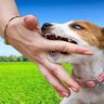 5 Ways You Can Stop Bad Behaviours in Dog