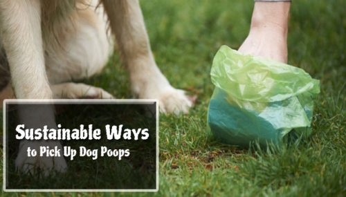 5 Sustainable Ways to Pick Up Dog Poops