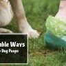 5 Sustainable Ways to Pick Up Dog Poops