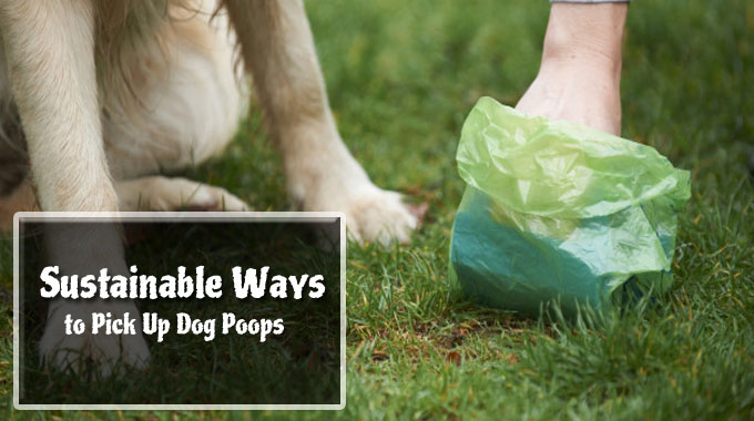 5 Sustainable Ways to Pick Up Dog Poops