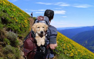 How to Improve Your Pet's Experience Whilst Travelling