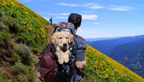 How to Improve Your Pet’s Experience Whilst Travelling