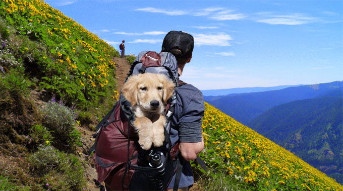 How to Improve Your Pet’s Experience Whilst Travelling