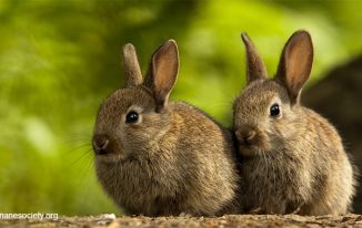 How Bunny Rabbits are Misunderstood as Family Pets
