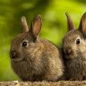How Bunny Rabbits are Misunderstood as Family Pets