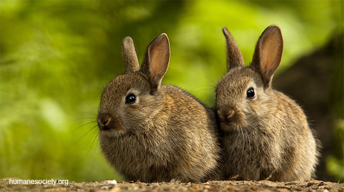 How Bunny Rabbits are Misunderstood as Family Pets