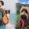 Comfortable Pet Carrier Backpack for Hiking: Ventilated Design and Padded Straps
