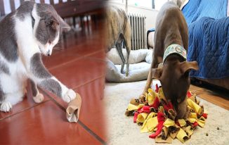 DIY Methods for Taking Care of Animals at Home: Homemade Toys and Enrichment Activities
