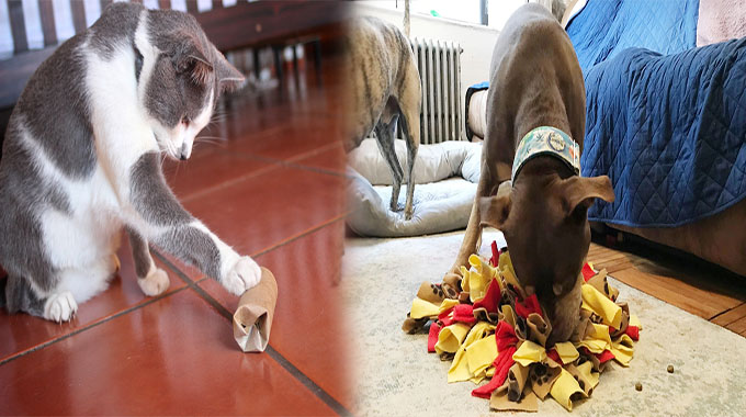 DIY Methods for Taking Care of Animals at Home: Homemade Toys and Enrichment Activities