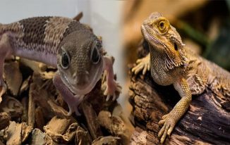 Exotic Reptile Pets for Beginners: Easy-Care Lizard Species