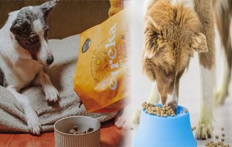 High-Protein Natural Dry Dog Food with No Artificial Additives: A Healthier Choice for Your Furry Friend