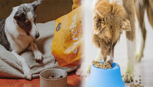 High-Protein Natural Dry Dog Food with No Artificial Additives: A Healthier Choice for Your Furry Friend