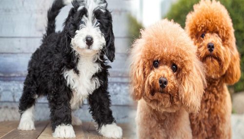 Hypoallergenic Puppy Breeds for Families: Low-Shedding and Gentle Temperament