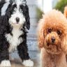 Hypoallergenic Puppy Breeds for Families: Low-Shedding and Gentle Temperament